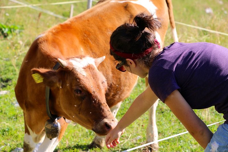 cow_small.jpg